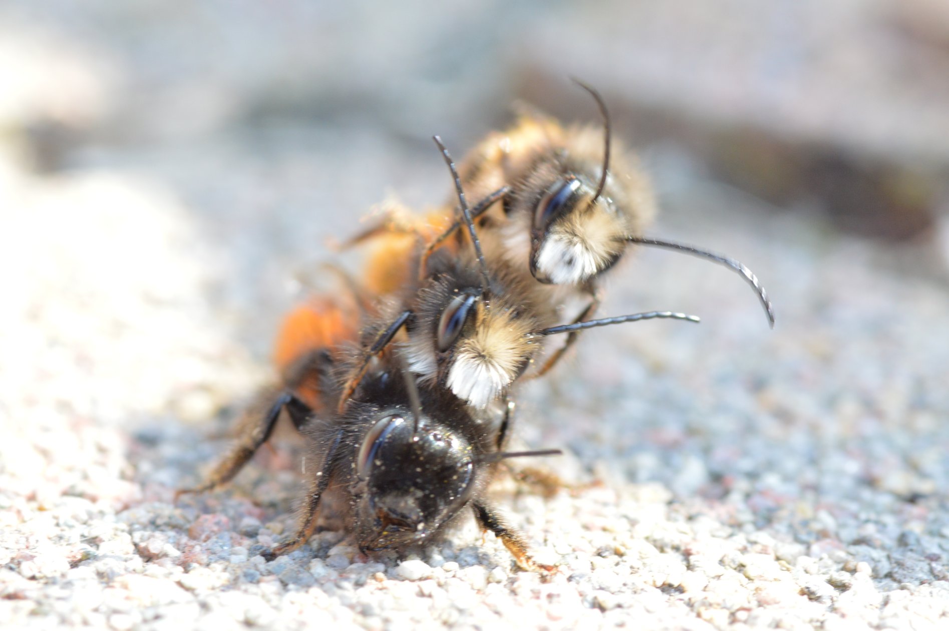 Osmia rufa in accoppiamento (a tre)